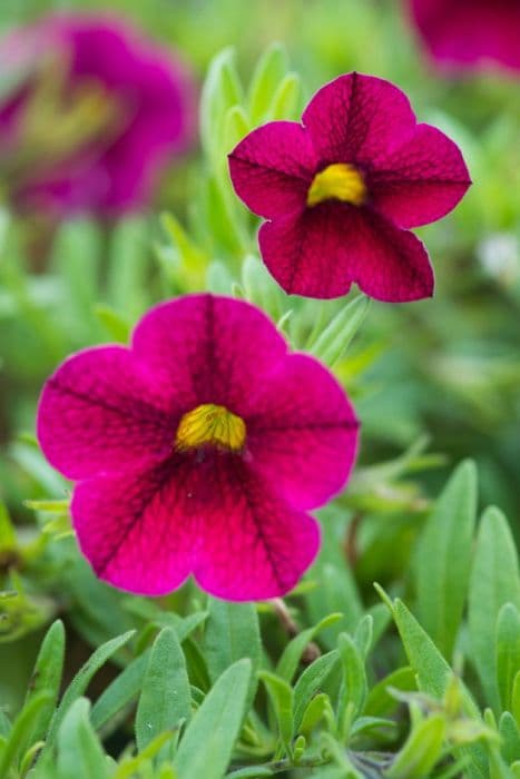 calibrachoa [Caloha Grand Purple]