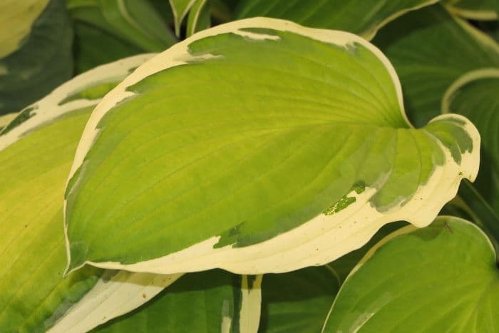plantain lily 'Moonlight'