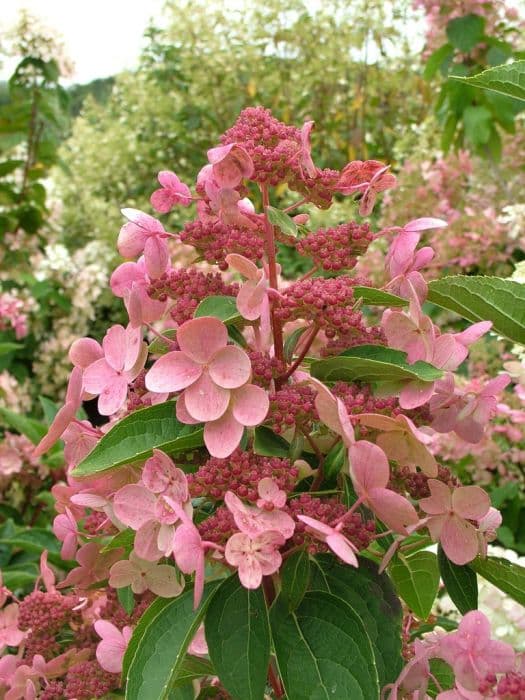 hydrangea 'Dharuma'