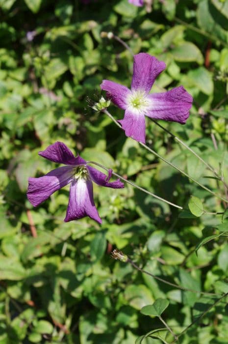 clematis 'Little Bas'