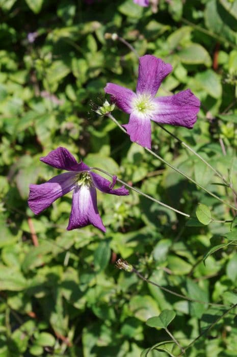 clematis 'Little Bas'