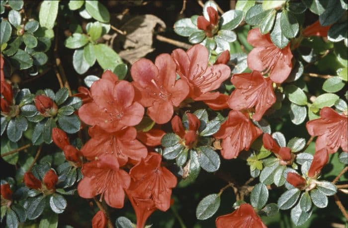 rhododendron 'Squirrel'