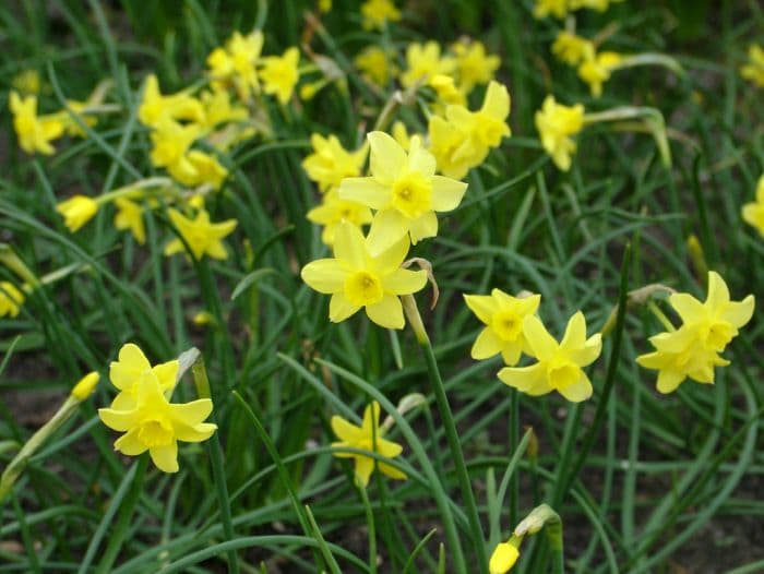 daffodil 'Sabrosa'