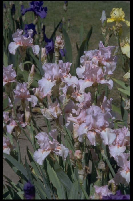 iris 'Vanity'