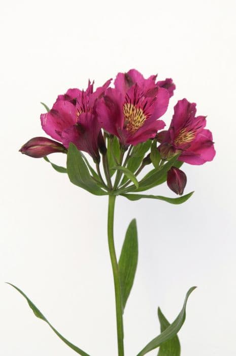 Peruvian lily 'Pandora'