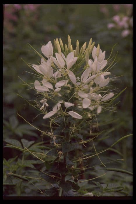 spider flower 'Helen Campbell'