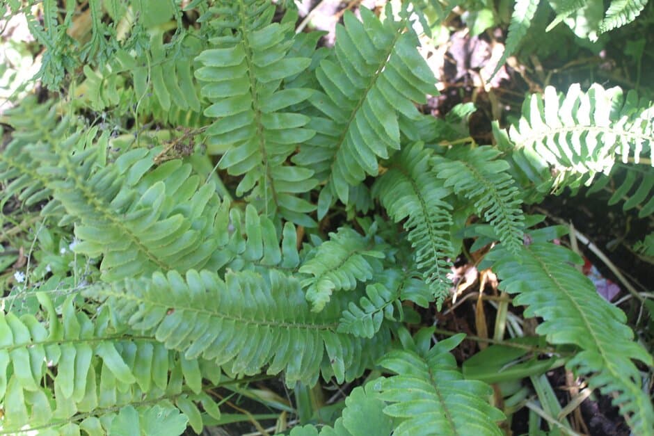 Christmas fern