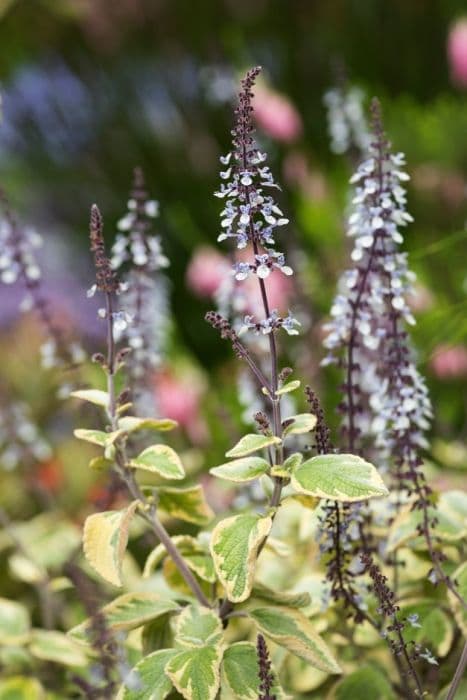 silver spurflower 'Hill House'