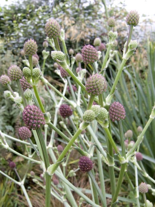 pandan-like-leaved eryngo