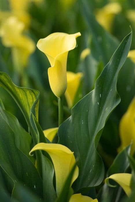 arum lily 'Captain Morelli'