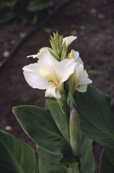 canna 'Alaska'