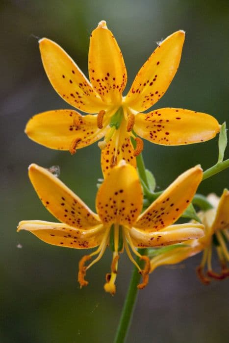 Japanese Turk's cap lily