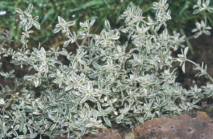 thyme 'Silver Queen'