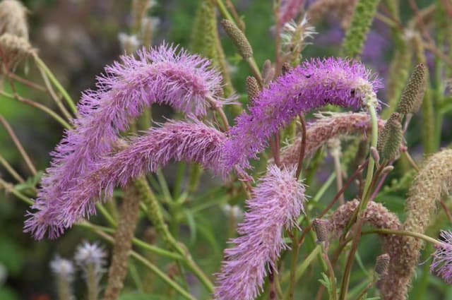 Korean burnet 'Lilac Squirrel'