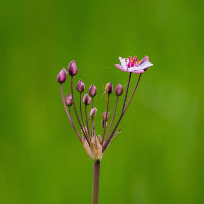 flowering rush