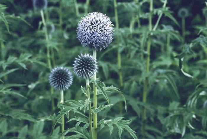 globe thistle 'Taplow Blue'