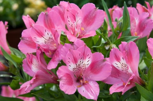 Peruvian lily [Inticancha Imala]