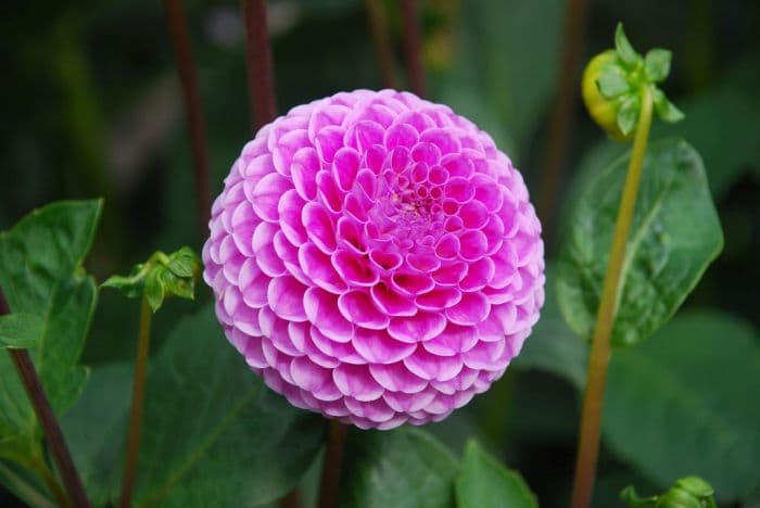 dahlia 'Franz Kafka'