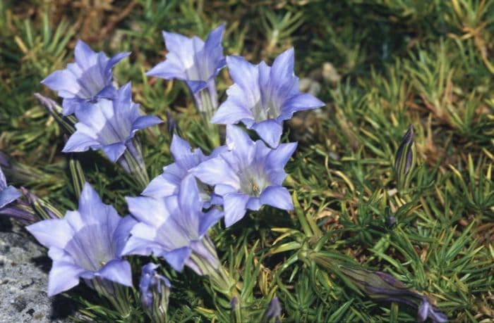 gentian 'Strathmore'