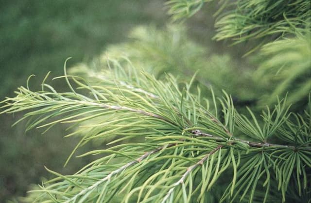 Golden larch