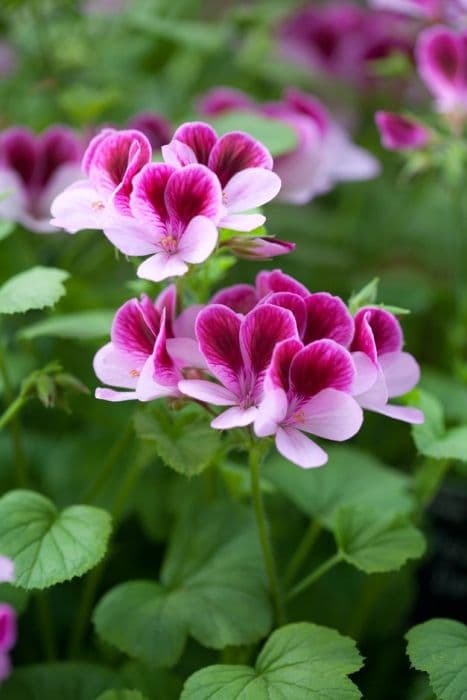 pelargonium 'Darmsden'