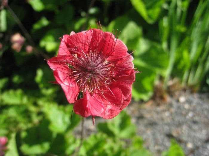 avens 'Flames of Passion'