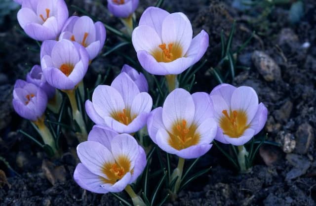 Sieber's crocus 'Firefly'