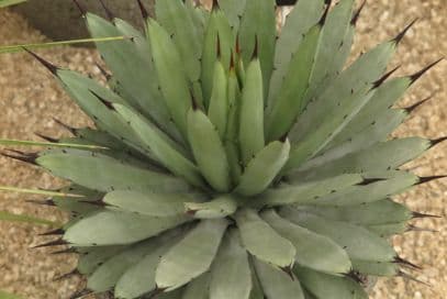 large-thorned agave