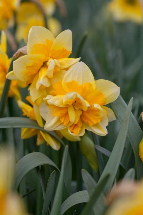 daffodil 'Jersey Star'