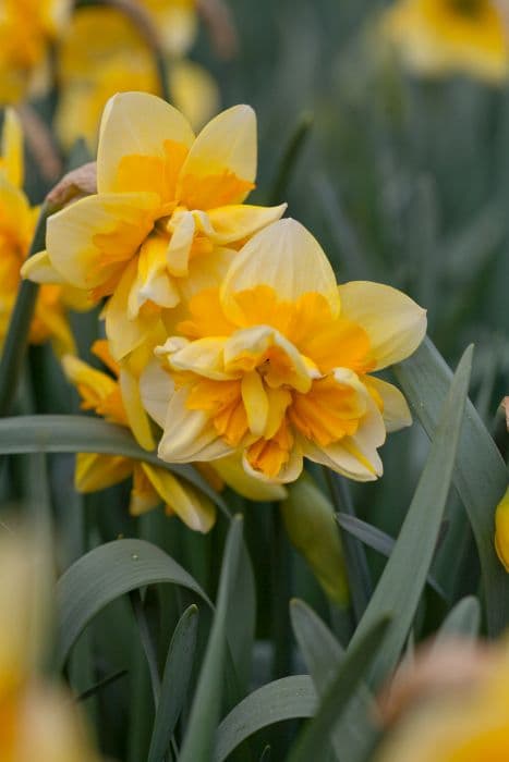Daffodil 'Jersey Star'