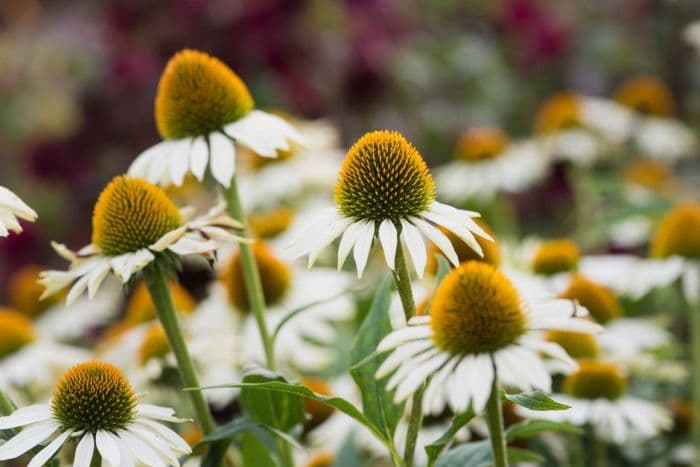 purple coneflower 'Purity'