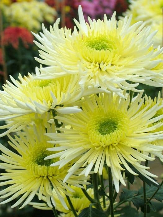 Chrysanthemum 'Sheena'