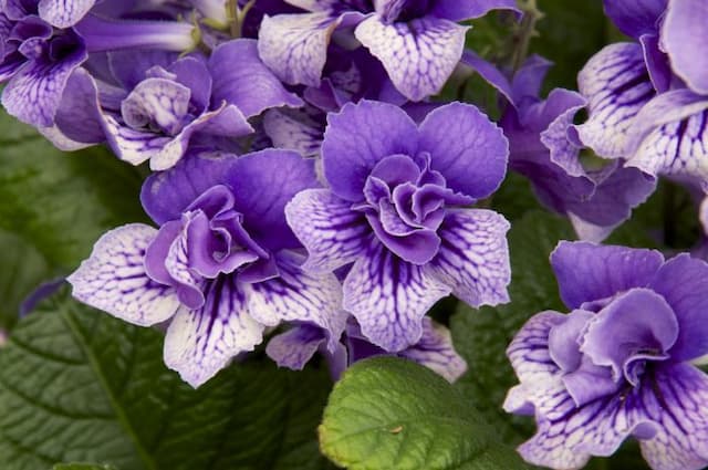 Cape primrose 'Blue Frills'