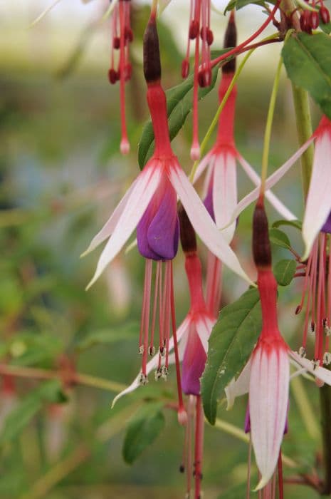 fuchsia 'Lady Bacon'