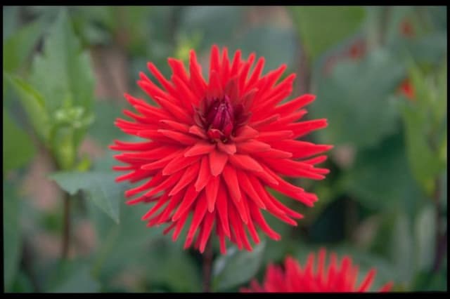 Dahlia 'Weston Pirate'