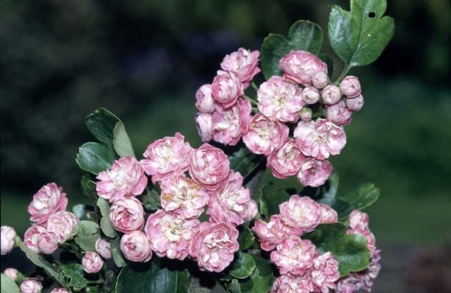 Double pink hawthorn