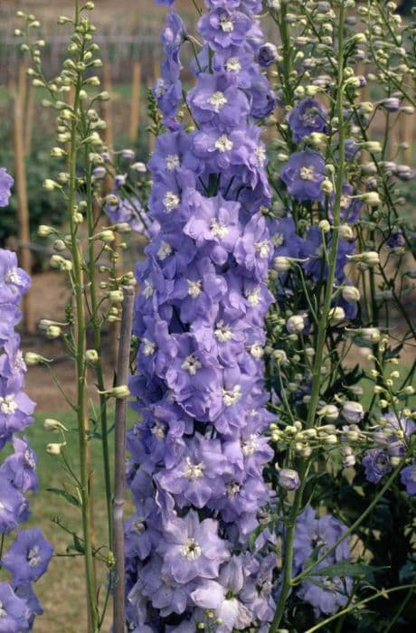 delphinium 'Clifford Sky'