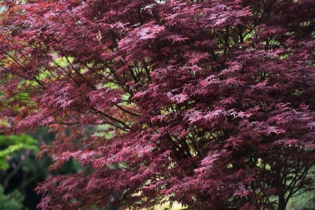 Japanese maple 'Sumi-nagashi'