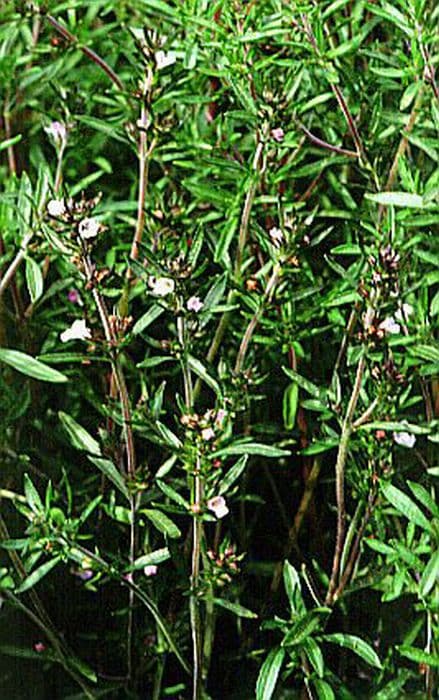 summer savory