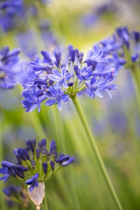 African lily 'Balmoral'