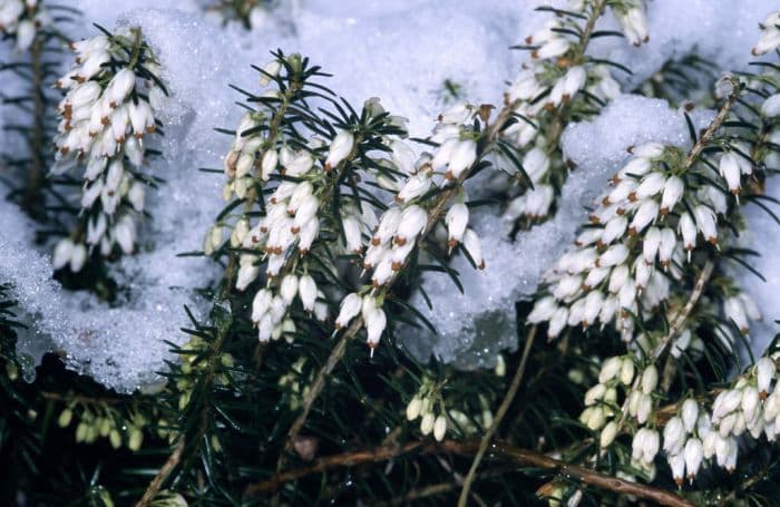 heather 'Ice Princess'