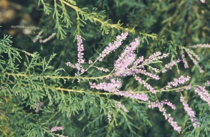 red tamarisk