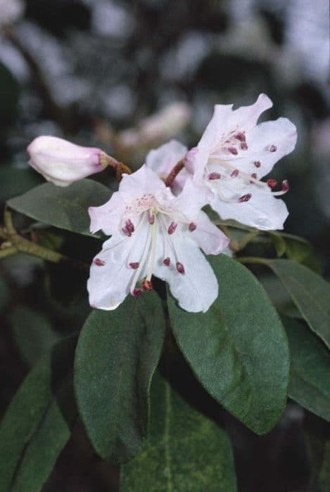 Yunnan rhododendron