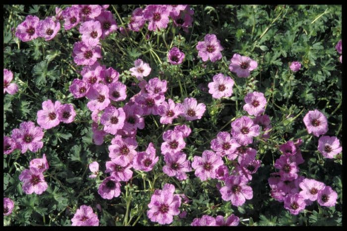 cranesbill 'Laurence Flatman'