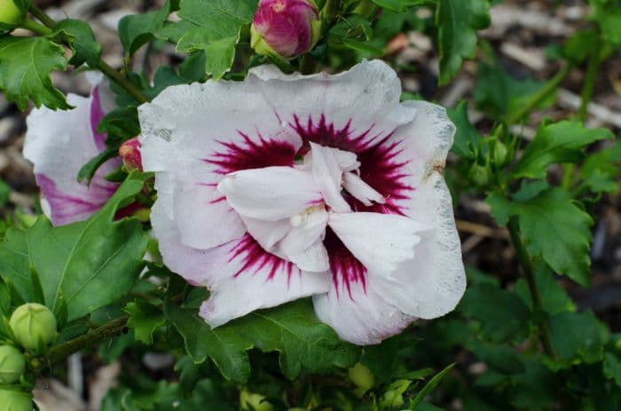 rose of Sharon 'Helene'