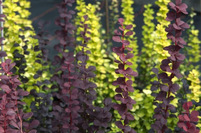 Japanese barberry 'Helmond Pillar'