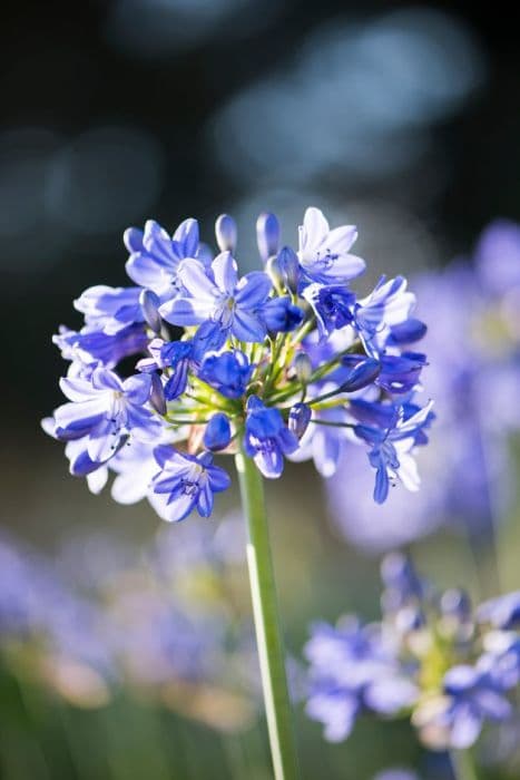 African lily 'Marjorie'