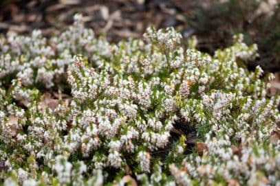 heather 'Schneekuppe'