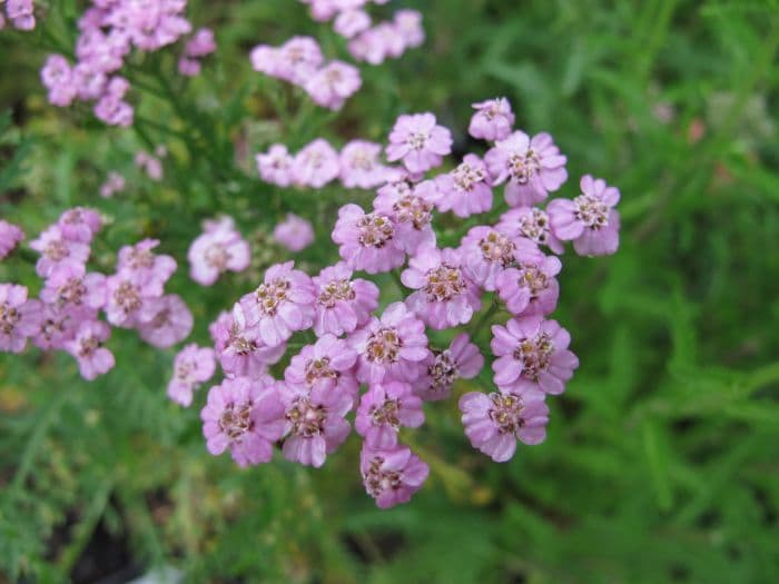 yarrow 'Lilac Beauty'