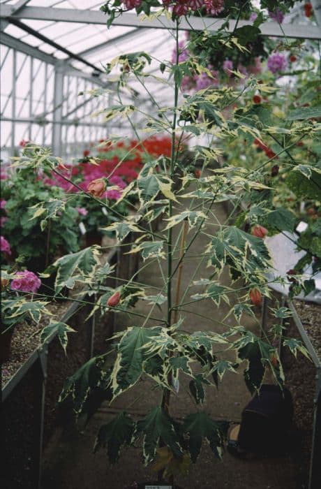 Abutilon 'Souvenir de Bonn'